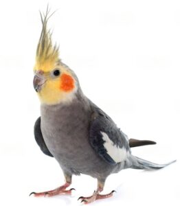 aves Pampa Pets