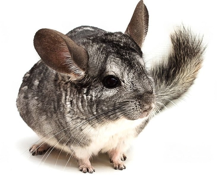 chinchilla Pampa Pets
