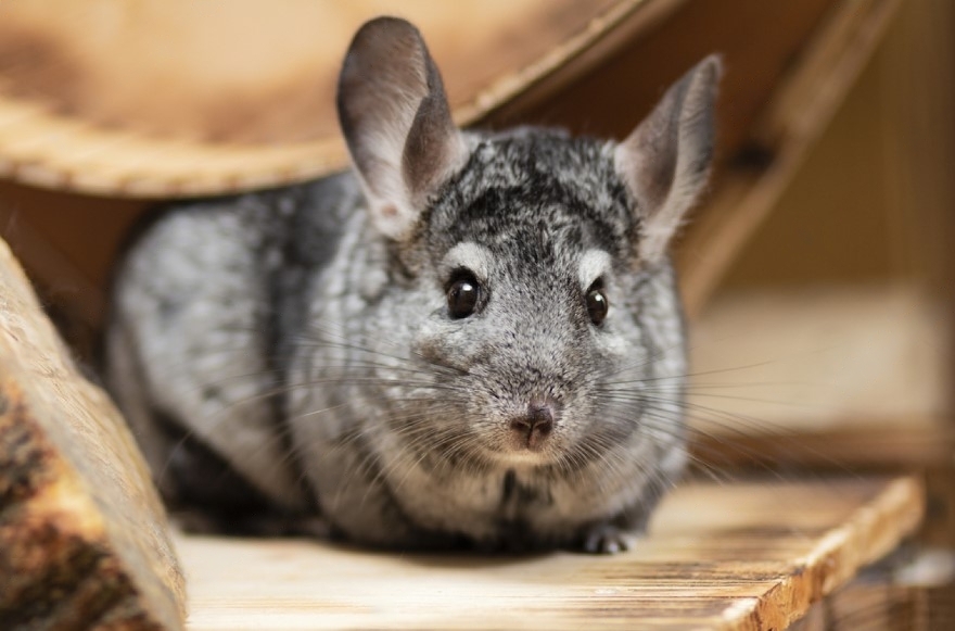 Chinchilla Pampa Pets