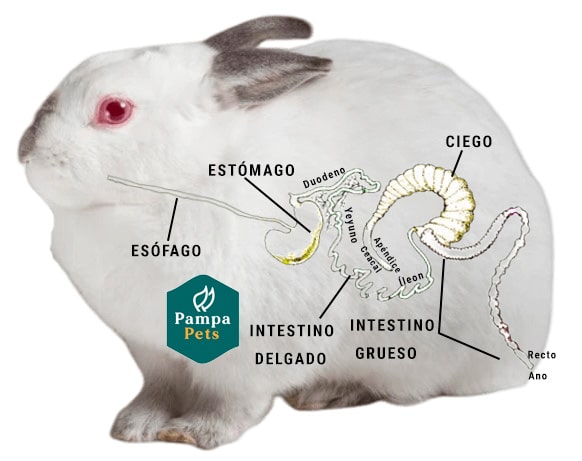 Sistema digestivo del conejo
