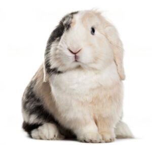 conejo Pampa Pets