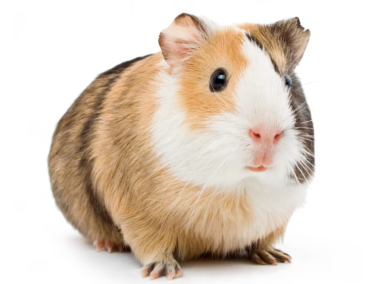 cobayo pampa pets