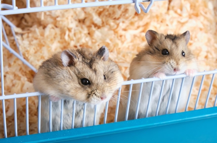 hámster Y jerbo Pampa Pets
