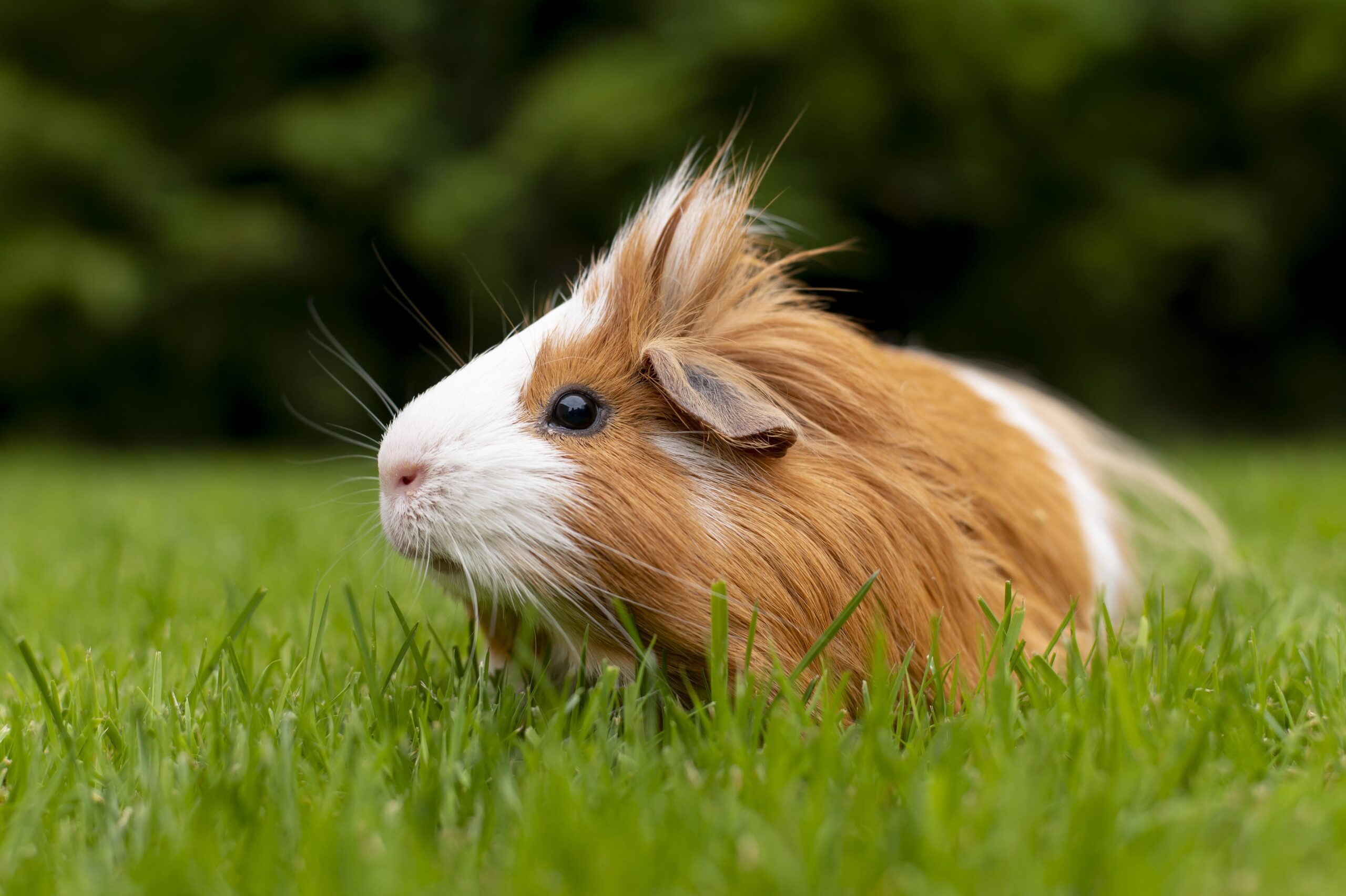 portada cobayo Pampa Pets