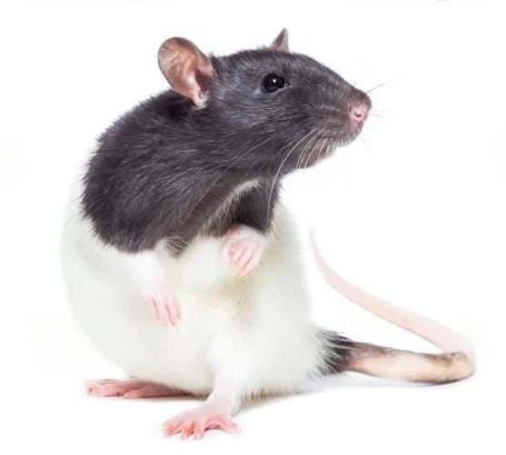 Rata Raton Pampa Pets